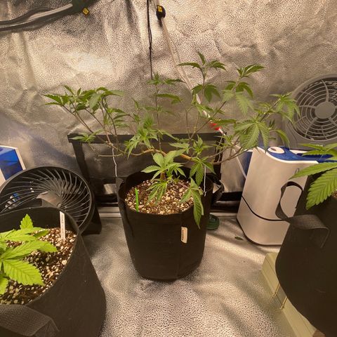 Twisted Helix #1 growlog timeline photo