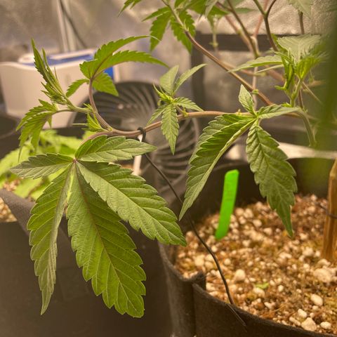Twisted Helix #1 growlog timeline photo