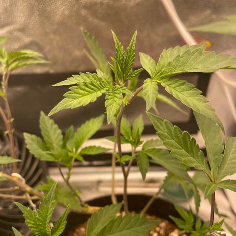 Twisted Helix #1 growlog timeline photo