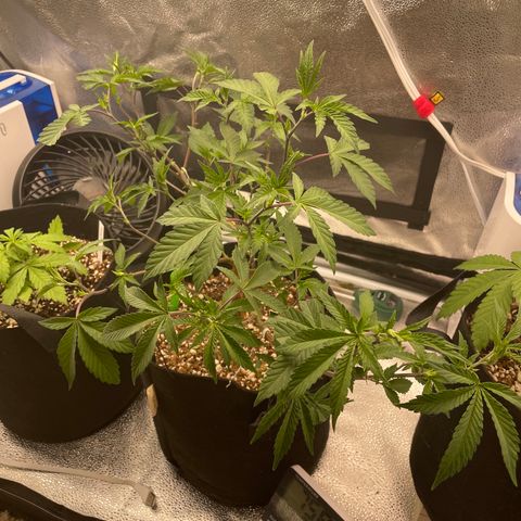 Twisted Helix #1 growlog timeline photo