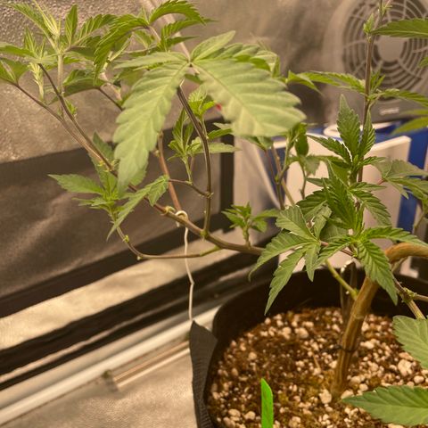 Twisted Helix #1 growlog timeline photo
