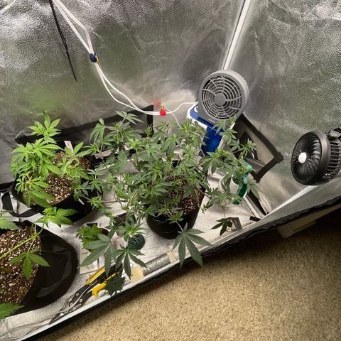 Twisted Helix #1 growlog timeline photo