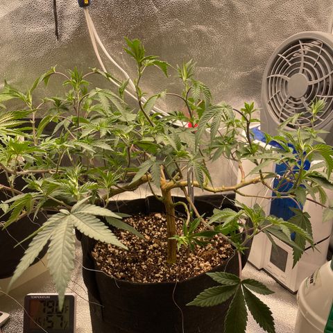 Twisted Helix #1 growlog timeline photo