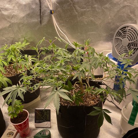 Twisted Helix #1 growlog timeline photo