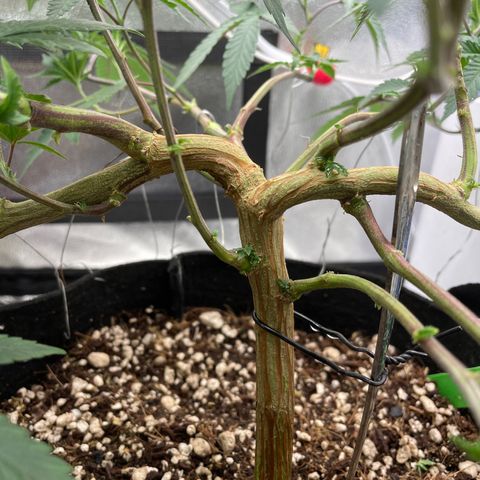 Twisted Helix #1 growlog timeline photo