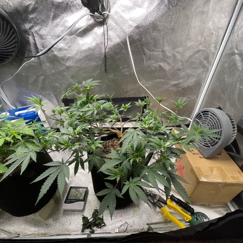 Twisted Helix #1 growlog photo: Transplanting to 5 gallon pot on day 62 
