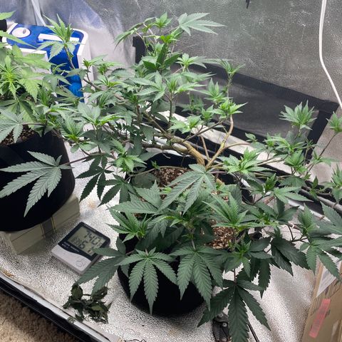 Twisted Helix #1 growlog photo: Transplanting to 5 gallon pot on day 62 