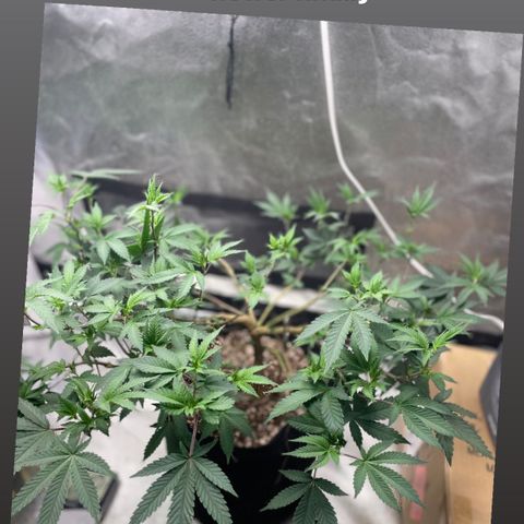 Twisted Helix #1 growlog timeline photo