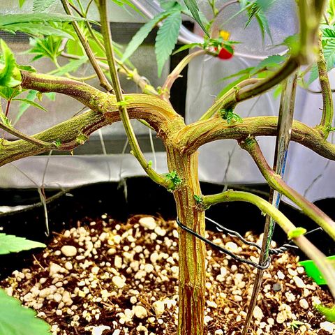 Twisted Helix #1 growlog timeline photo