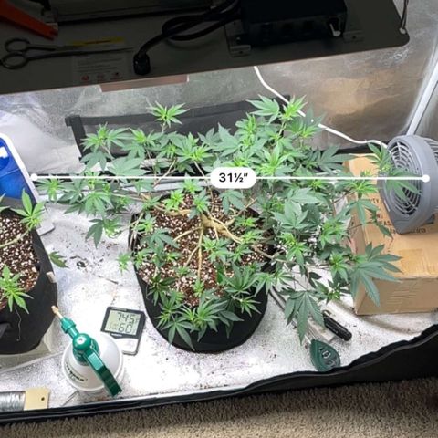 Twisted Helix #1 growlog timeline photo