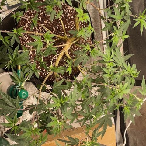 Twisted Helix #1 growlog timeline photo