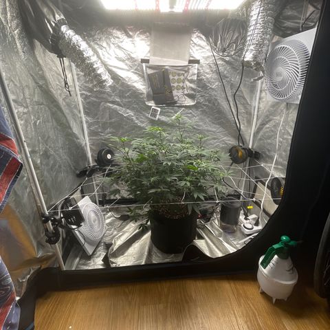 Twisted Helix #1 growlog timeline photo