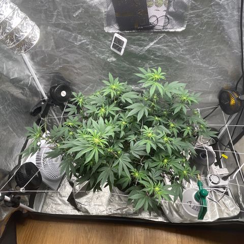 Twisted Helix #1 growlog timeline photo