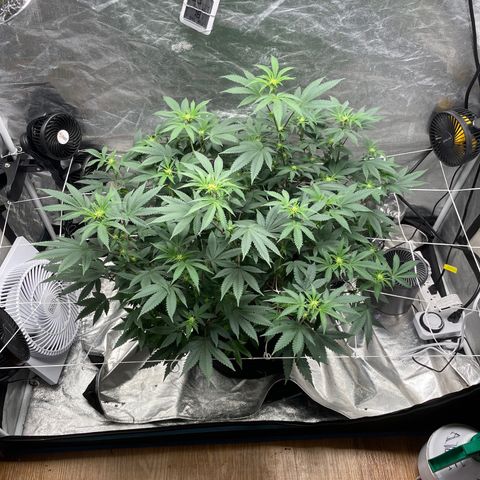 Twisted Helix #1 growlog timeline photo
