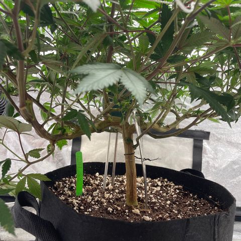 Twisted Helix #1 growlog timeline photo