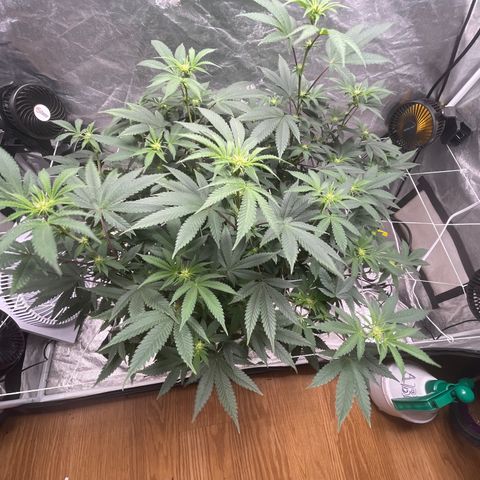 Twisted Helix #1 growlog timeline photo