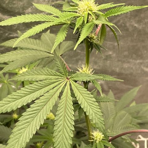 Twisted Helix #1 growlog timeline photo
