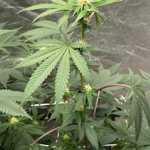 Twisted Helix #1 growlog timeline photo