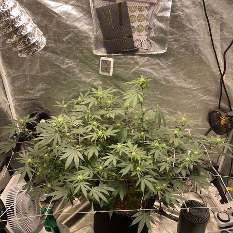 Twisted Helix #1 growlog timeline photo