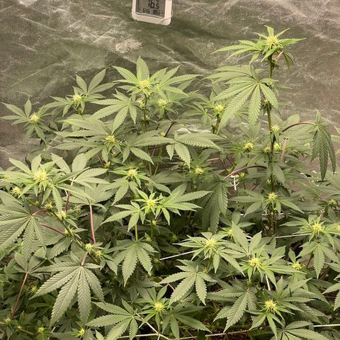 Twisted Helix #1 growlog timeline photo