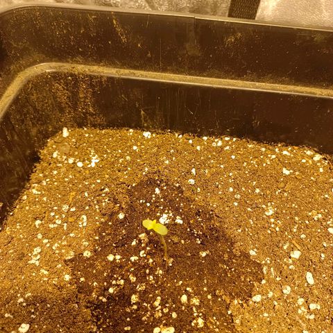 Dark devil auto growlog timeline photo