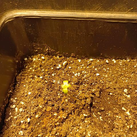 Dark devil auto growlog timeline photo