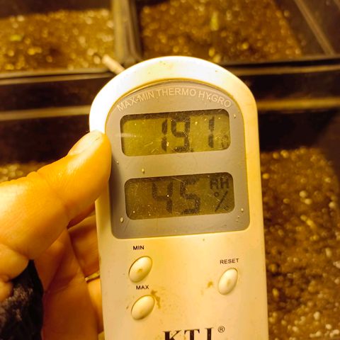 Dark devil auto growlog timeline photo