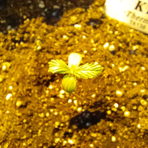 Dark devil auto growlog timeline photo
