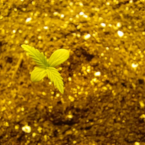 Dark devil auto growlog timeline photo