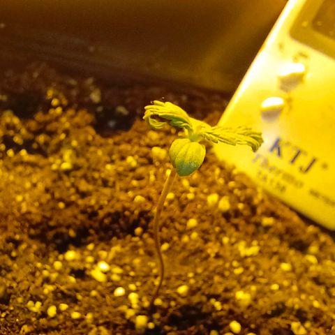 Dark devil auto growlog timeline photo