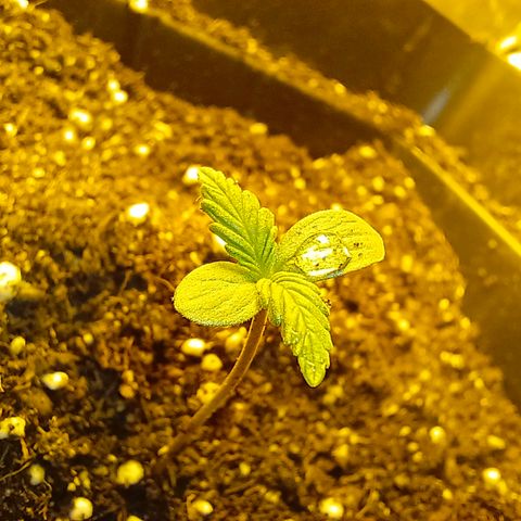 Dark devil auto growlog timeline photo