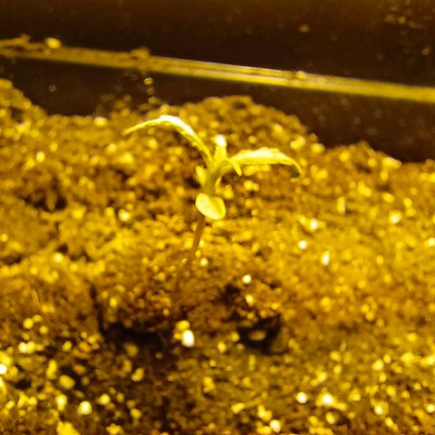 Dark devil auto growlog timeline photo