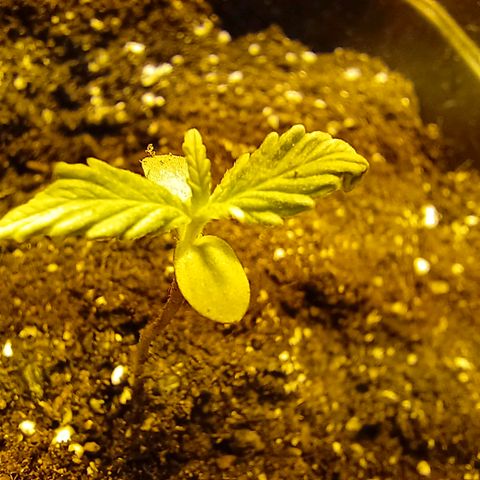 Dark devil auto growlog timeline photo