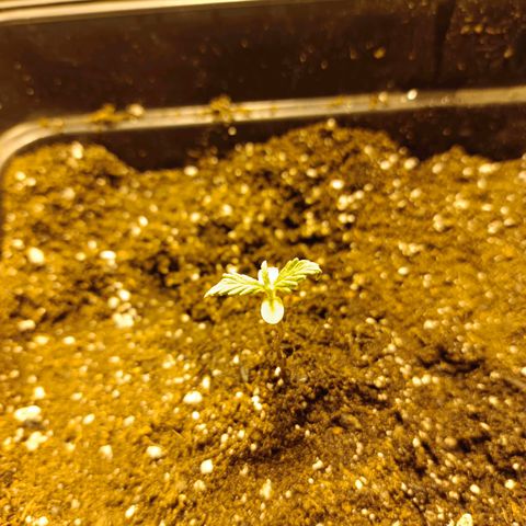 Dark devil auto growlog timeline photo