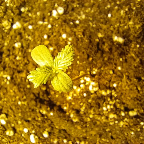 Dark devil auto growlog timeline photo
