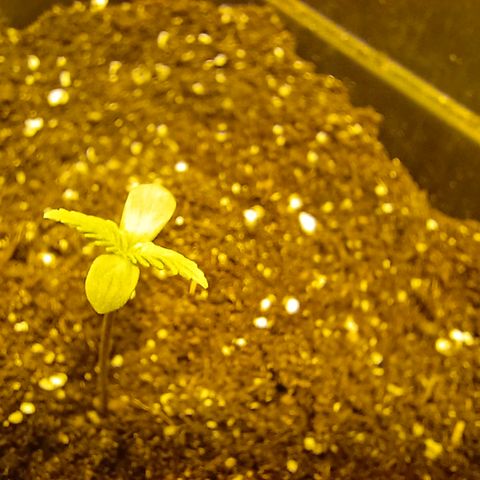 Dark devil auto growlog timeline photo