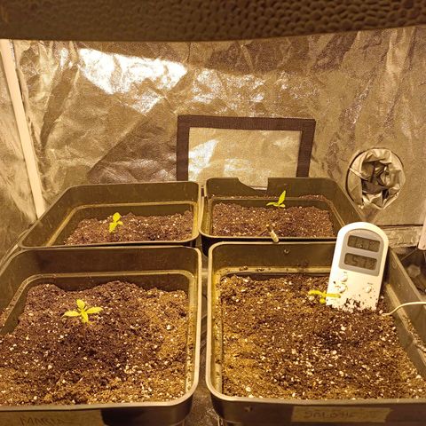 Dark devil auto growlog timeline photo