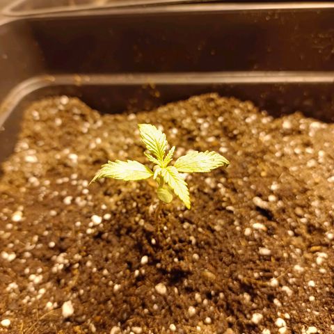 Dark devil auto growlog timeline photo