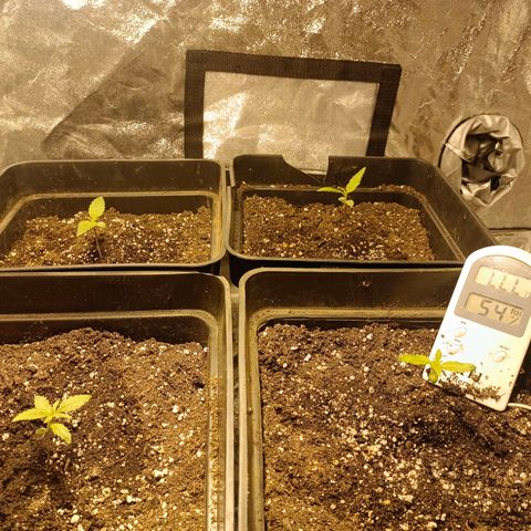 Dark devil auto growlog timeline photo