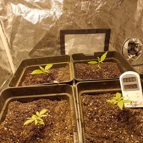 Dark devil auto growlog timeline photo