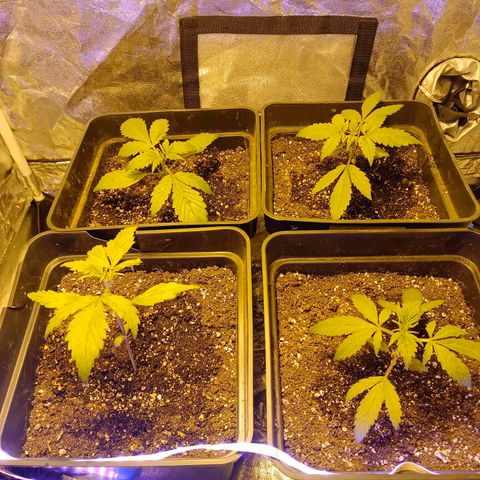 Dark devil auto growlog timeline photo