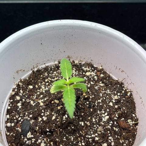 Genética desconocida Growlog-Foto 3