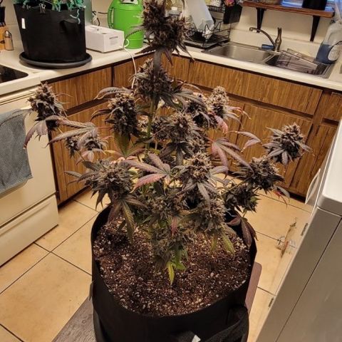 Genética desconocida Growlog-Foto 1