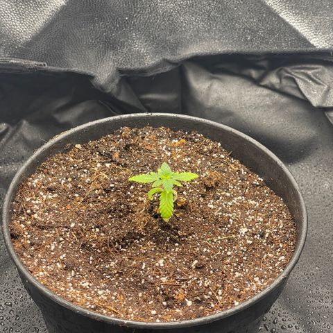 Genética desconocida growlog timeline photo