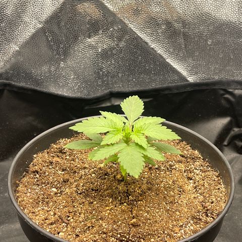 Genética desconocida growlog timeline photo