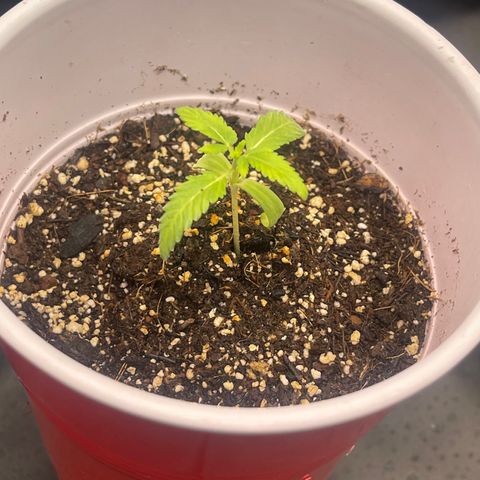 Genética desconocida growlog timeline photo