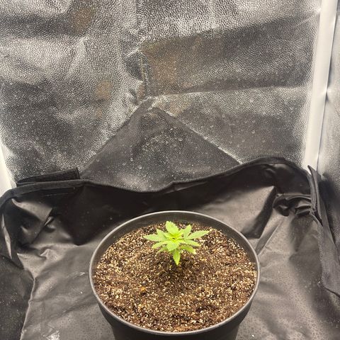 Genética desconocida growlog timeline photo