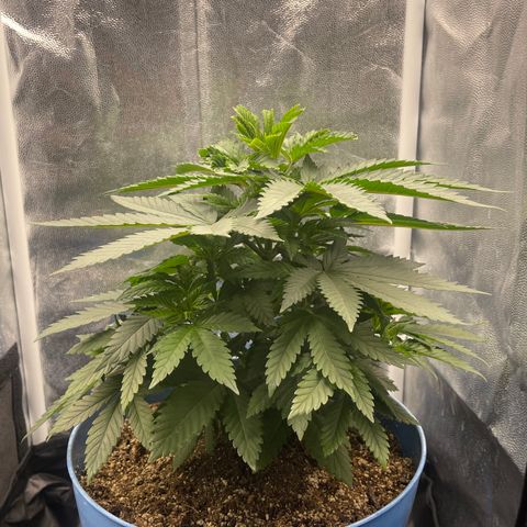 Genética desconocida growlog timeline photo