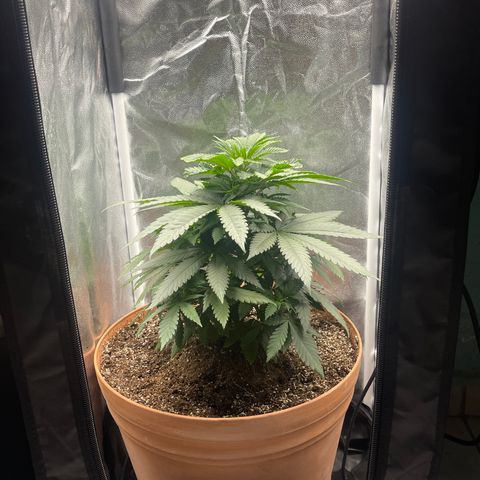 Genética desconocida growlog timeline photo