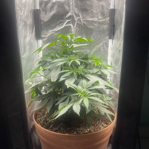 Genética desconocida growlog timeline photo